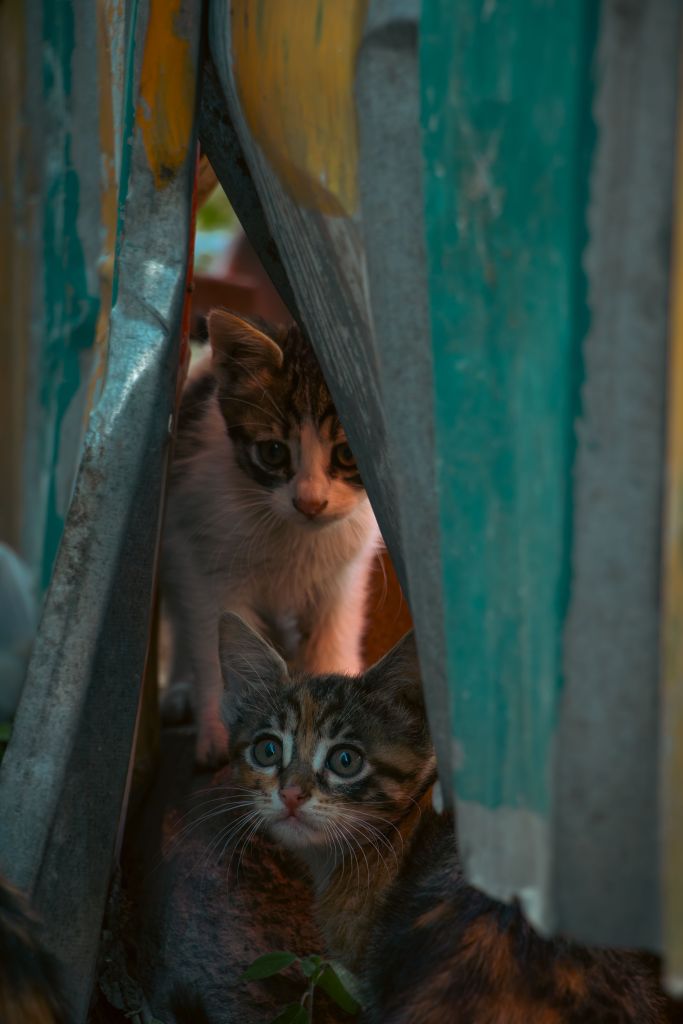 Photo by dilara atik: https://www.pexels.com/photo/curious-kittens-peeking-through-fence-32093267/