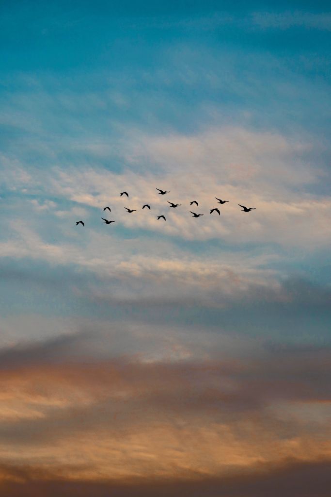 Photo by Manideep Karne: https://www.pexels.com/photo/photo-of-a-flock-of-flying-birds-1553463/