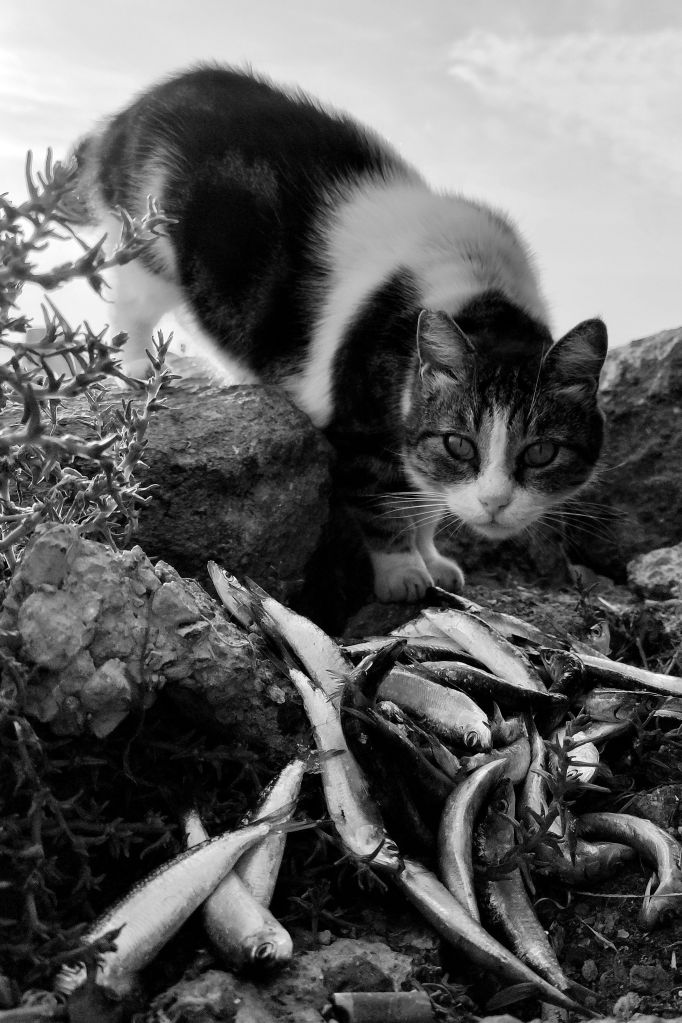 Photo by Nesrin Öztürk: https://www.pexels.com/photo/a-cat-prowling-for-fishes-14411787/