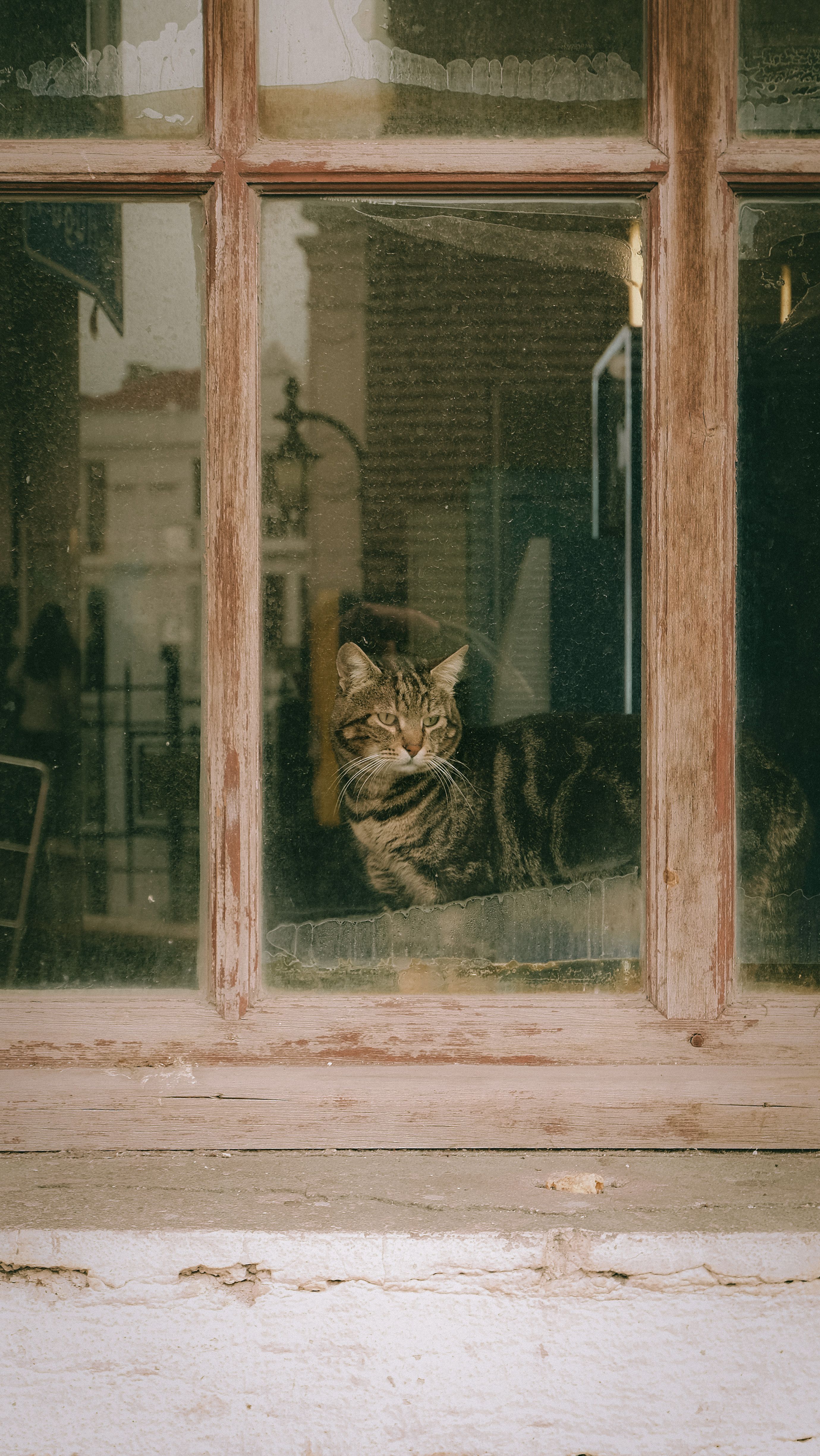 Photo by Mustafa Yılmaz: https://www.pexels.com/photo/cat-seen-from-a-window-15775024/